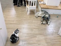 -李小姐の猫咖啡馆(五角场店)