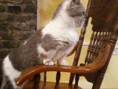 -猫色咖啡·猫咖