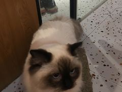 -滚猫咖啡·猫咖·猫友好撸猫(未来城店)