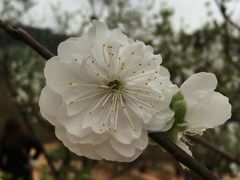 -南国桃园旅游度假区