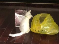 -袖虎·猫馆(体育西路店)