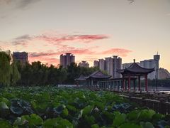 -莲花池公园