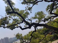-江心屿景区