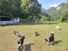 -趣多多宠物公园·宠物训犬学校·宠物寄养