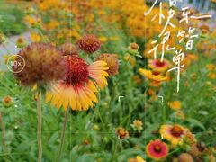 -金银湖国家城市湿地公园