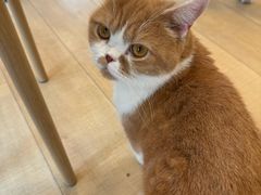 -Let's go狗咖·猫咖·奶狗·桌游(春熙路IFS店)