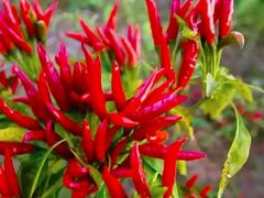 -郴州特产舜华临武鸭(郴州西站店)