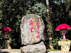 -莫里热带雨林景区