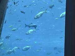 -三亚亚特兰蒂斯度假区