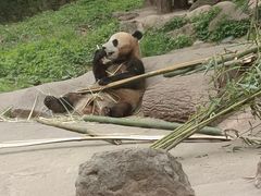 -都江堰中华大熊猫苑