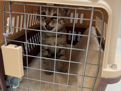 -艾贝尔宠物医院 ·内科全科(梁溪路店)