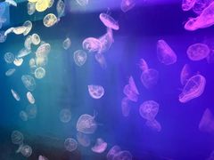 -左海海底世界