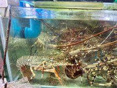 -班赞海鲜市场