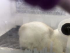 -艾贝尔宠物医院 ·中兽医·宠保定点(北门桥店)