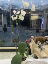 -组合发型