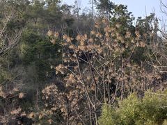 -青龙山国家森林公园