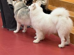 -和它·交个朋友·狗咖猫咖(爱琴海店)