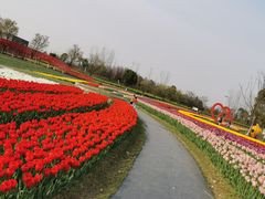 -杭州湾海上花田景区