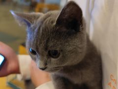 -猫咪派对(江南西店)