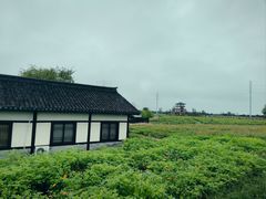 -杭州湾海上花田景区