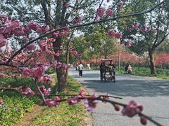 -上海海湾国家森林公园