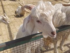 -新疆天山野生动物园