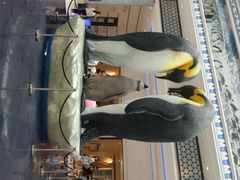 -广东省拱北口岸中国旅行社(华宾营业部)