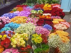 -双季花艺园艺市场(浦东店)