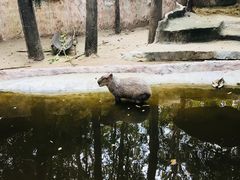 -清迈夜间动物园