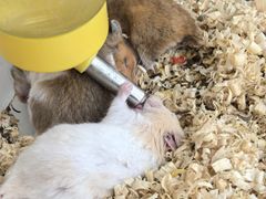 -怪兽屋·羊驼·猫咖·狗咖(俊华广场店)