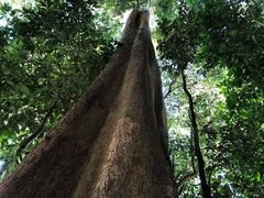 -海南热带雨林国家公园吊罗山景区
