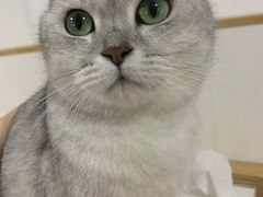 -李小姐の猫咖啡馆(五角场店)