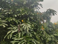 -广州神农草堂中医药博物馆