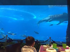 -雨林餐厅(长隆海洋王国店)