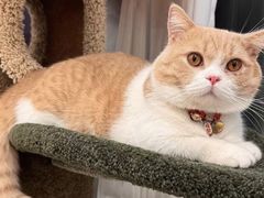 -Bastet sally猫舍购宠(静安店)