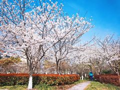 -高东镇樱花园