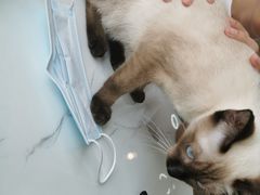 -喵园·猫主题咖啡厅·撸猫·猫咖(国贸店)