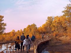 -金塔沙漠胡杨林景区