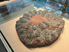 -安徽省地质博物馆