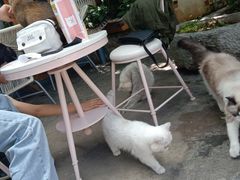 -喵屿·大理花园猫咖
