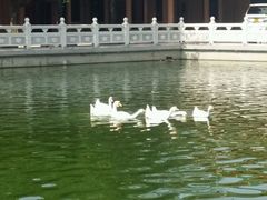 -广东圆玄道观