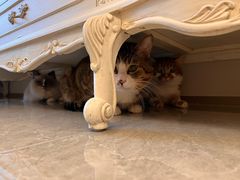 -爱侣宠医·鹦鹉专科·小型哺乳类·异宠专科(灵石路店)