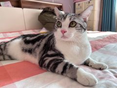 -欣宠猫屋·矮脚拿破仑·蓝金金渐层