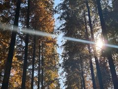 -黄海国家森林公园