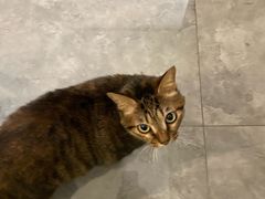 -爱贝特动物医院·猫口炎专科