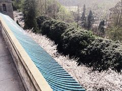 -武汉大学-樱园