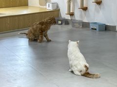 -Heymao猫咖.咖啡厅(东门店)