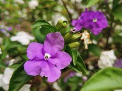 -中国科学院华南植物园