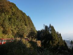 -阿里山神木遗迹