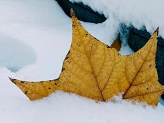 -黑孩油栗皇(南阳路店)